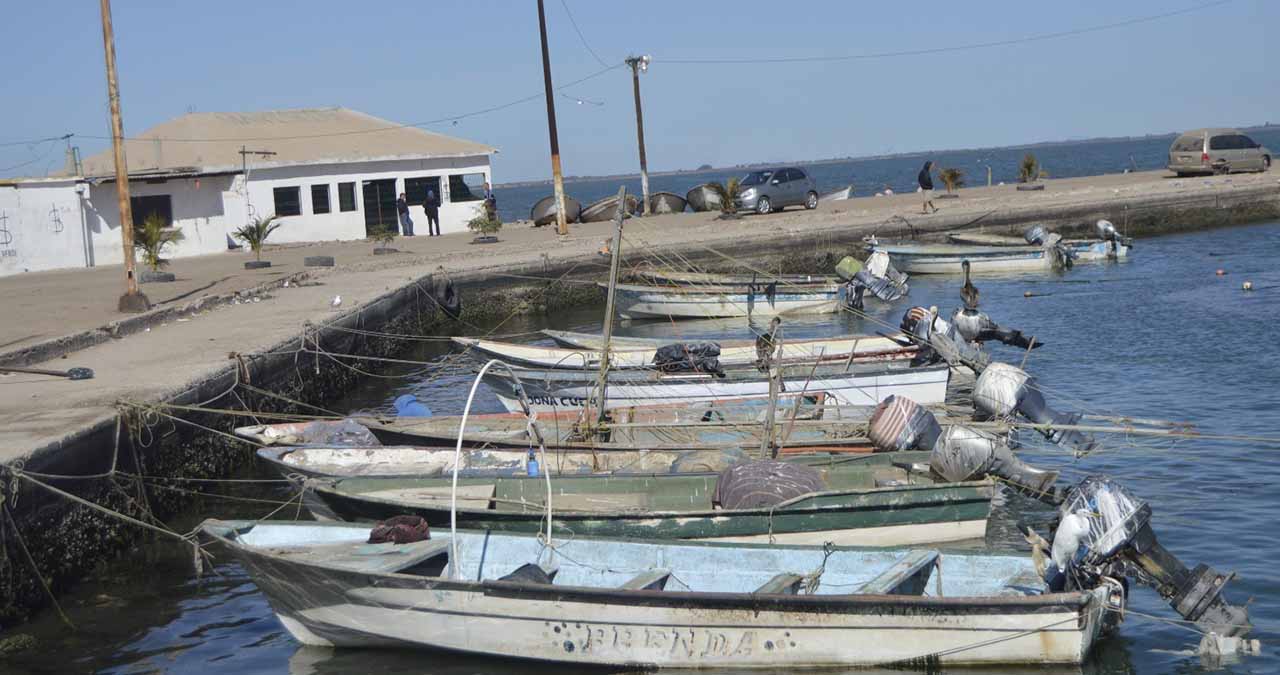 Frena pesca en el sur presencia de tiburones