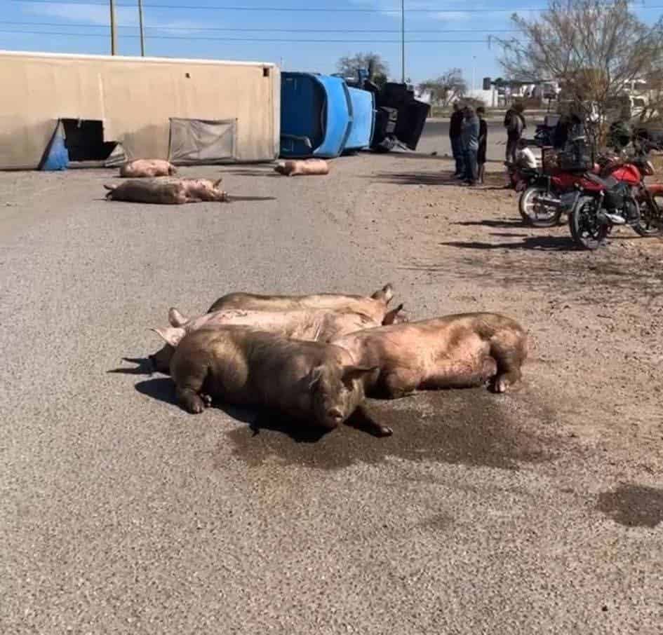 Vuelca tráiler cargado de cerdos al norte de Ciudad Obregón