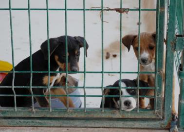 Centro de Control Animal de Ciudad Obregón invita a adoptar canes