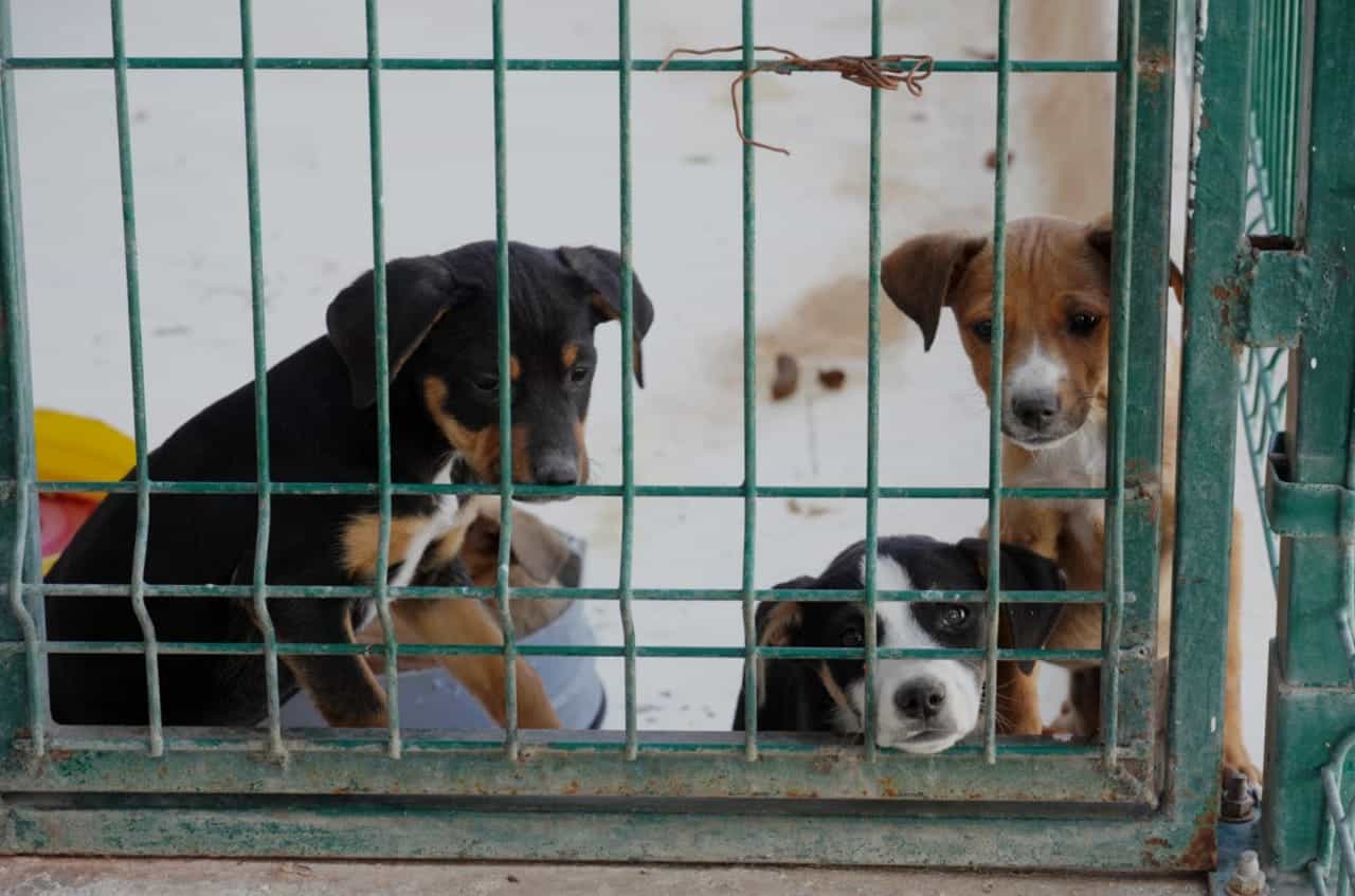 Centro de Control Animal de Ciudad Obregón invita a adoptar canes