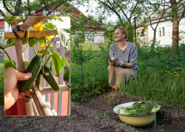 Cómo hacer un huerto urbano en casa, cultiva tus propios alimentos