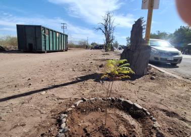 Reforestan área de la Calzada Francisco Villanueva en Cajeme