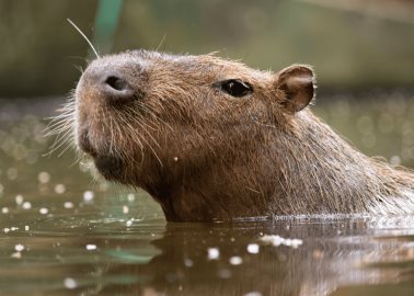 Capibara: El roedor gigante que conquista corazones