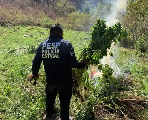 Destruyen plantíos de mariguana en Álamos