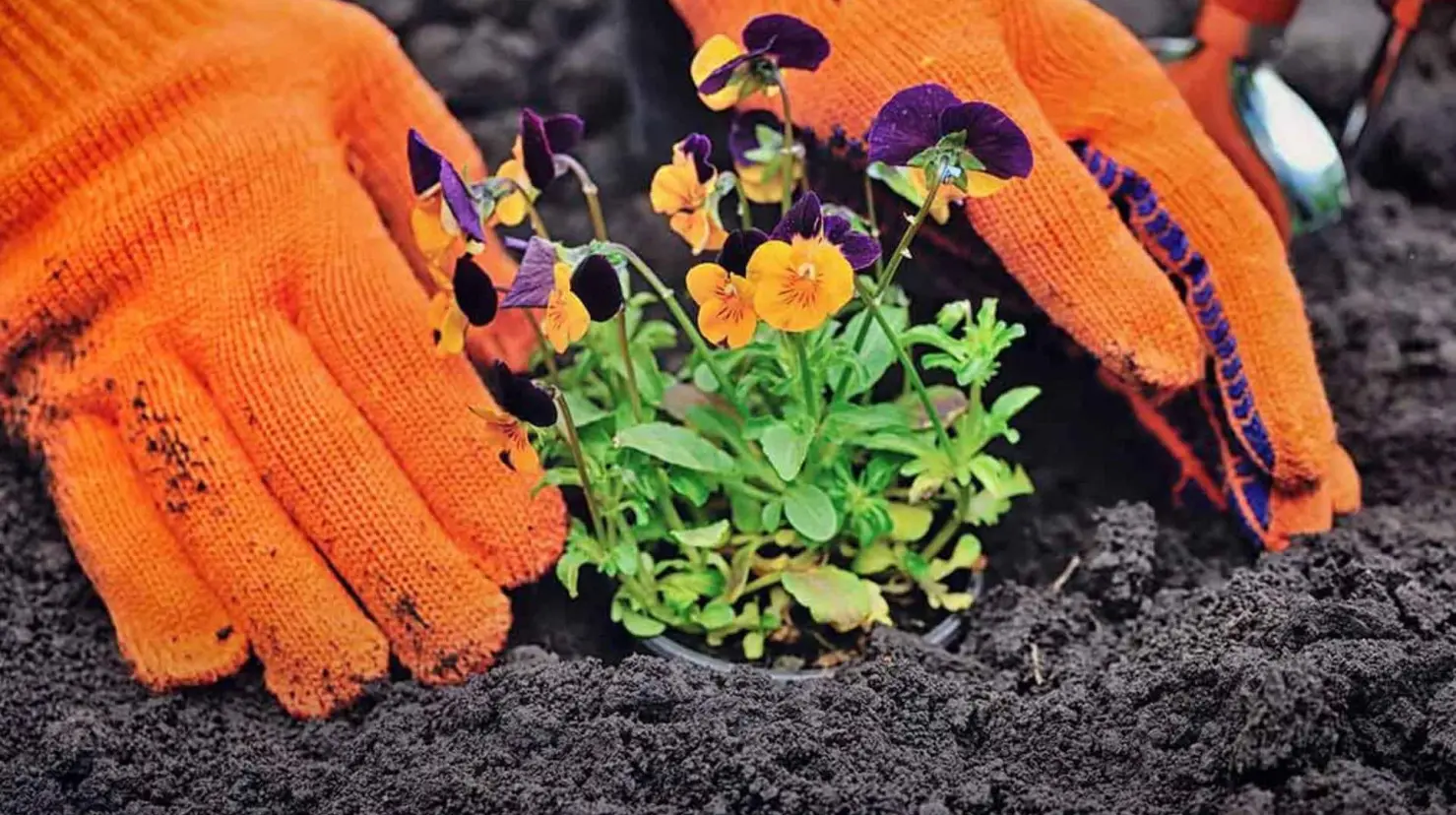 ¡La primavera se acerca! Estas son 5 plantas ideales para sembrar en esta estación
