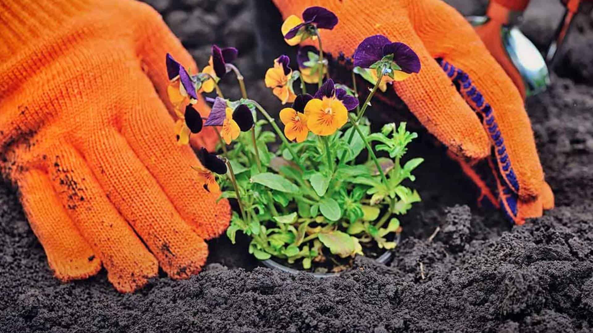 ¡La primavera se acerca! Estas son 5 plantas ideales para sembrar en esta estación