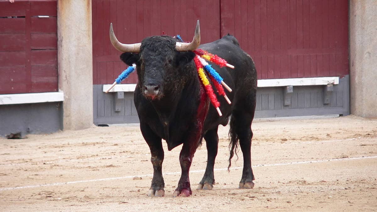 Así son las banderillas que ensartan a los toros durante las corridas