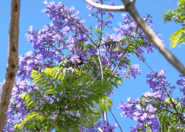 Las 5 curiosidades de la jacaranda, la flor que pinta la CDMX de lila