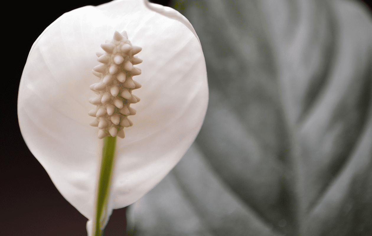 ¿Dónde colocar la planta Cuna de Moisés en casa?