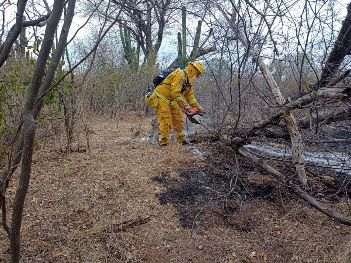 Navojoa en amenaza activa por incendios forestales; ya suman cuatro este 2025