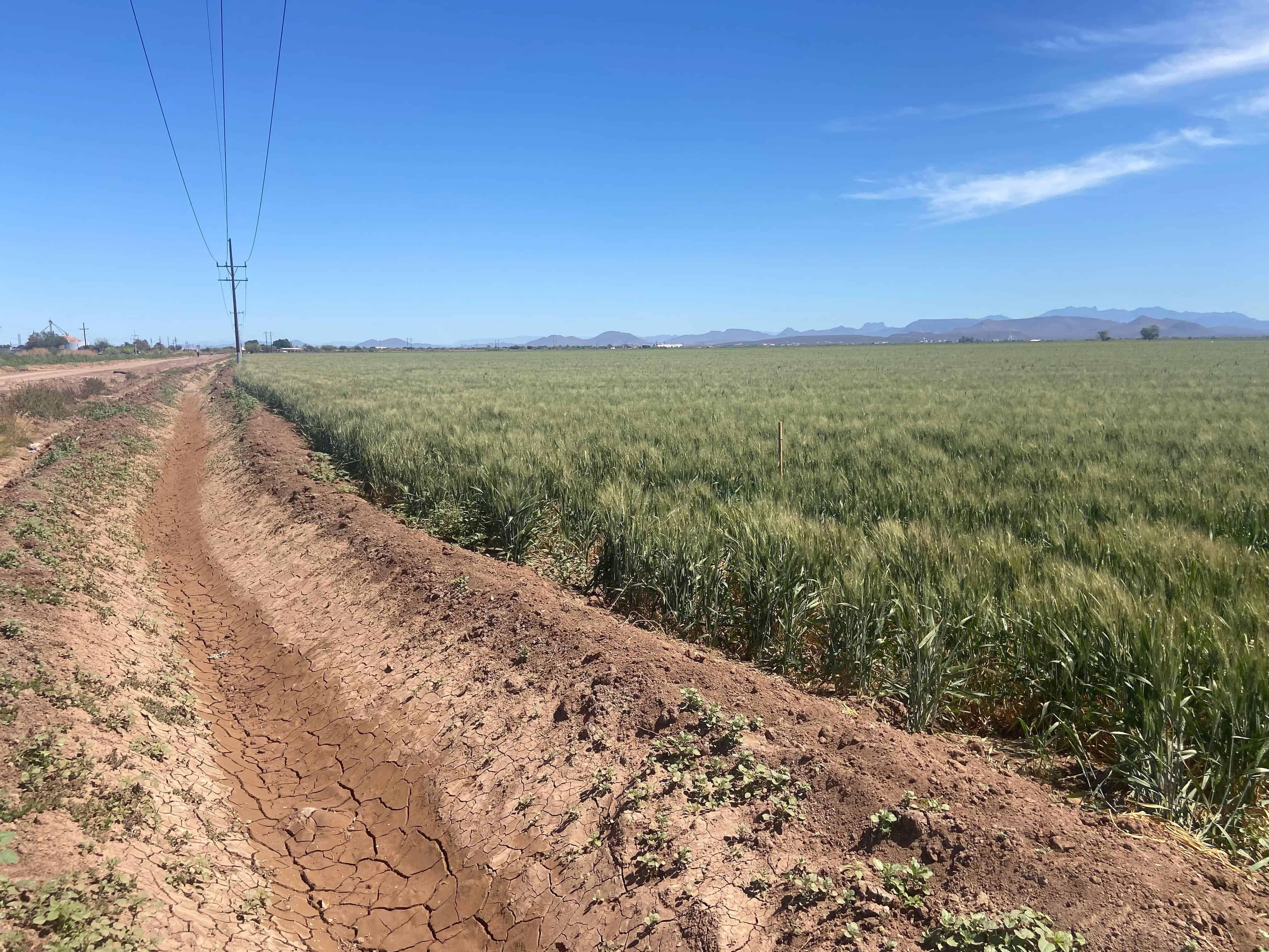 Terminan extracciones de la presa del Mocúzari, últimos riegos serán con pozos