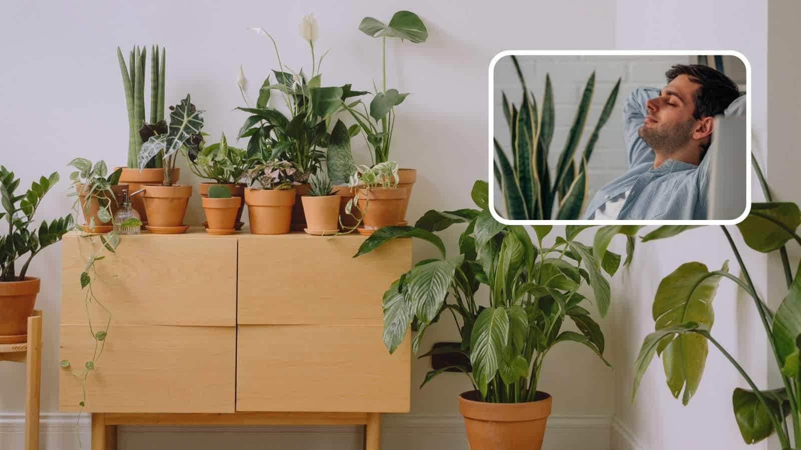 5 plantas de interior que purifican el aire de tu hogar