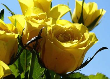 ¡Llegó la primavera!: Conoce las flores, frutas y hortalizas ideales para sembrar en esta estación