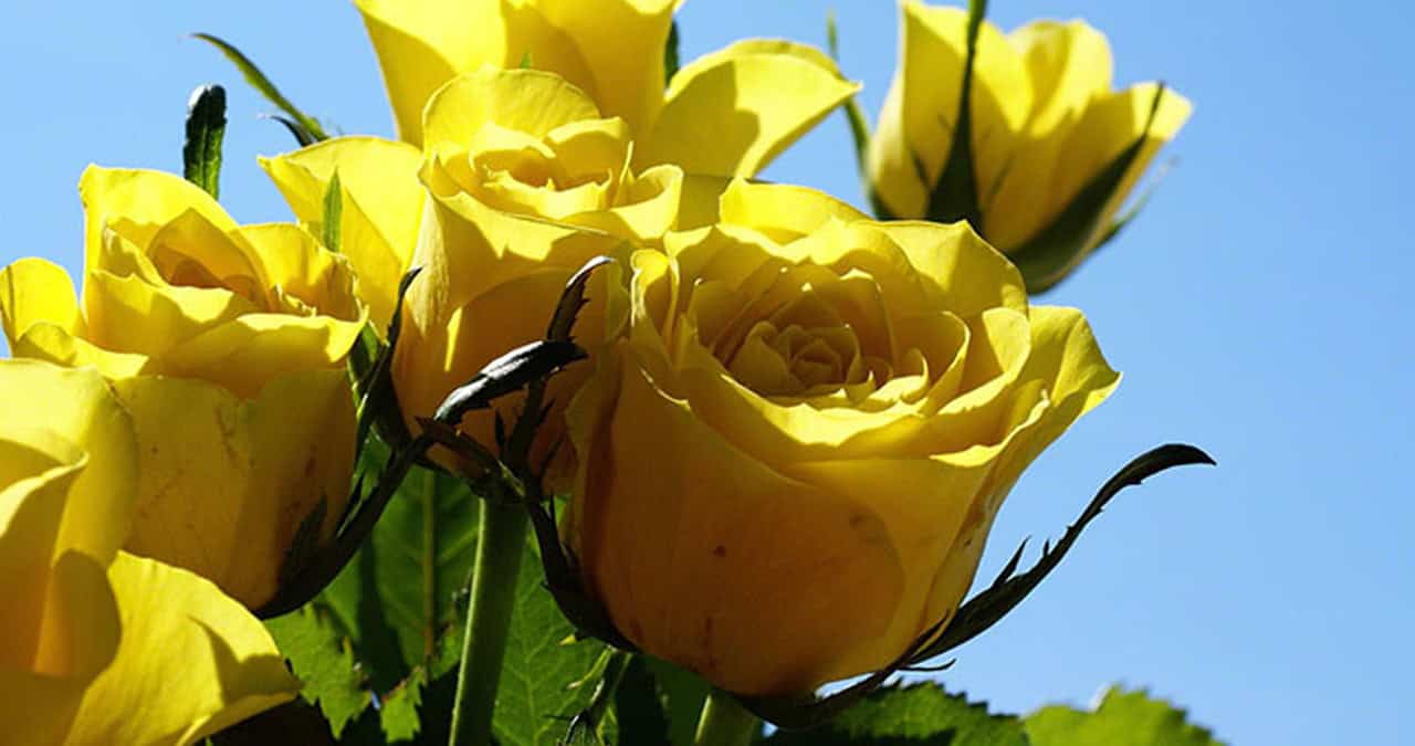 ¡Llegó la primavera!: Conoce las flores, frutas y hortalizas ideales para sembrar en esta estación