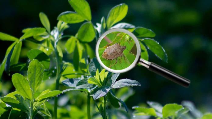 Conoce las plantas que atraen chinches de manera natural y se deben evitar Conoce las plantas que atraen chinches de manera natural y se deben evitar