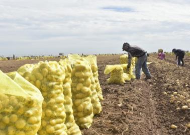 Repunta precio para hortalizas del Valle del Yaqui y Mayo