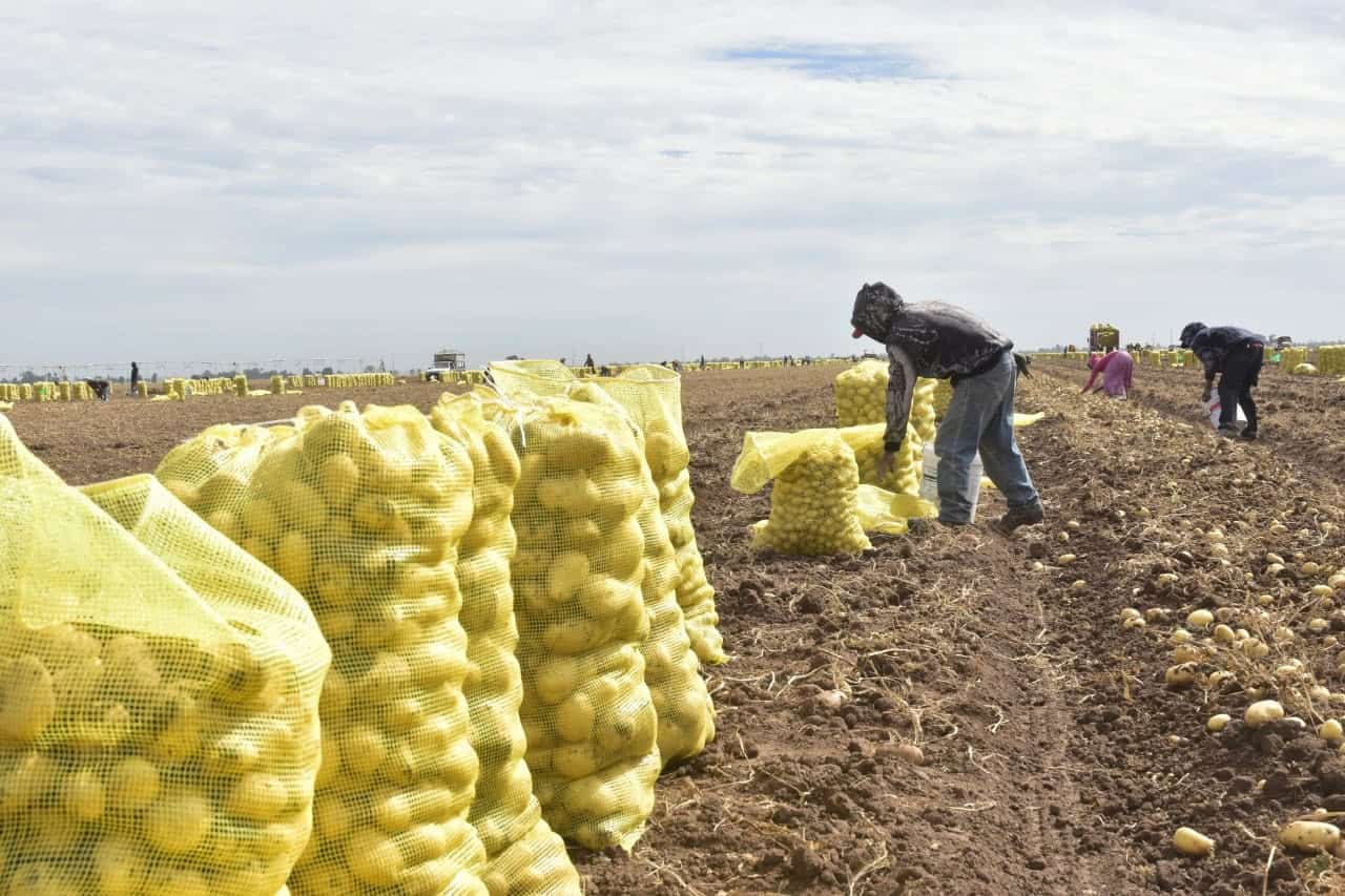 Repunta precio para hortalizas del Valle del Yaqui y Mayo