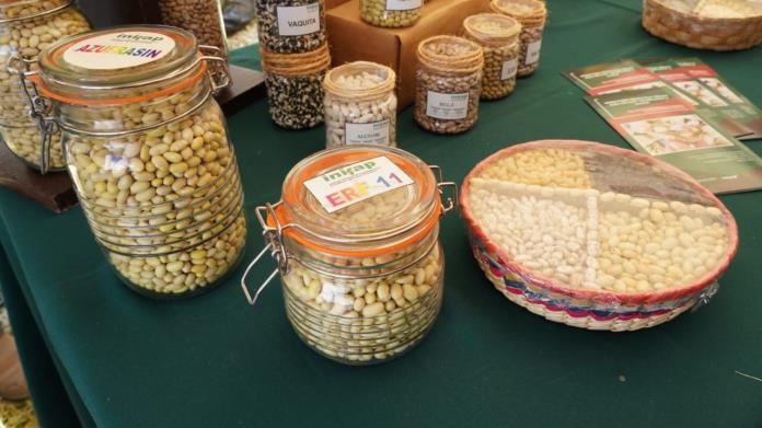 Valida Inifap nuevas variedades de frijol Valida Inifap nuevas variedades de frijol