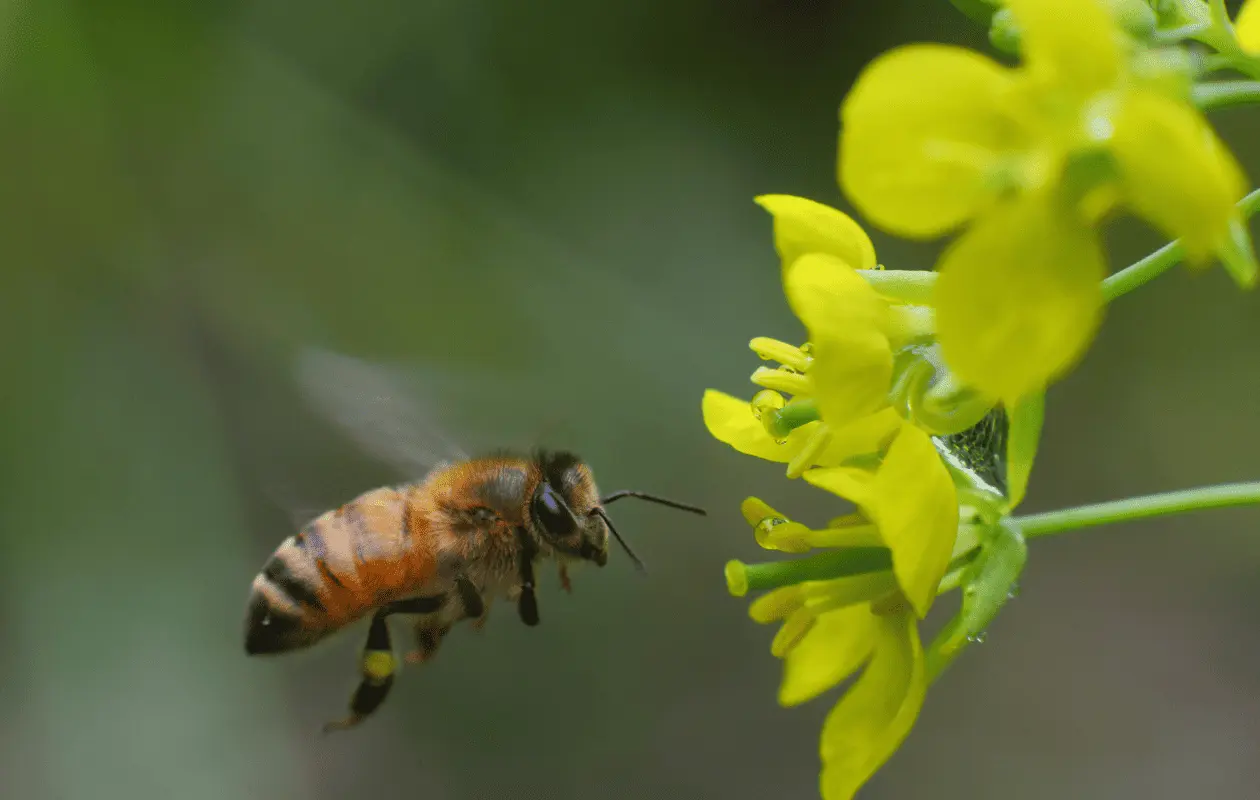 Después de leer los resultados de una investigación pensarás dos veces antes de matar a un insecto.