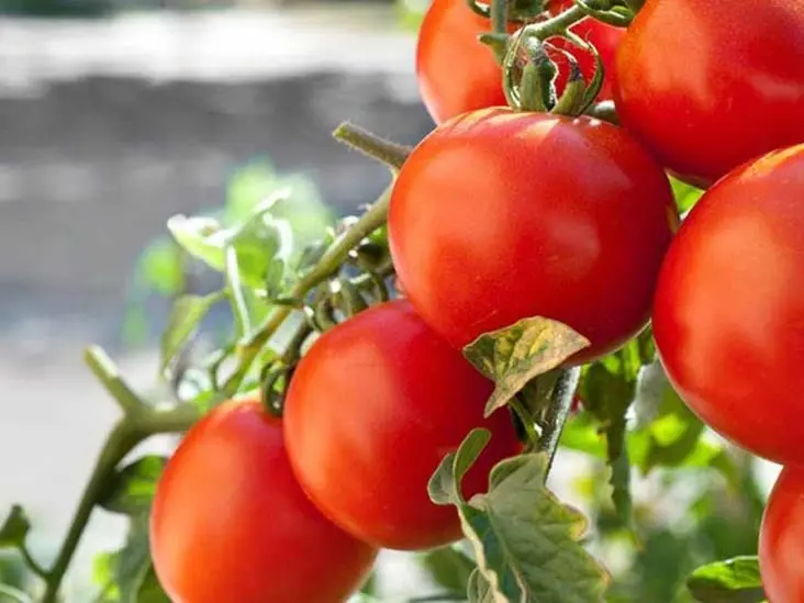 Productores del sur de Sonora critican aranceles al tomate mexicano