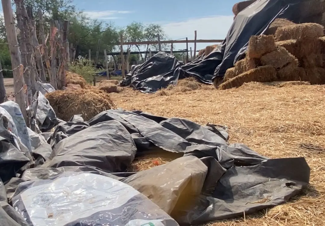 Claman ganaderos por apoyo a agricultores