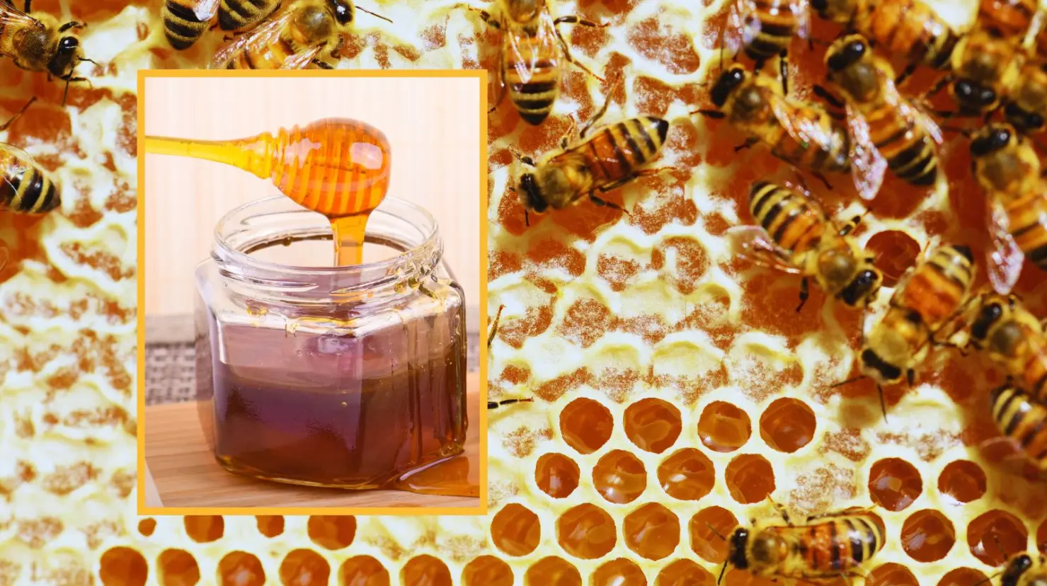 Descubre como producen miel las abejas en un proceso químico natural