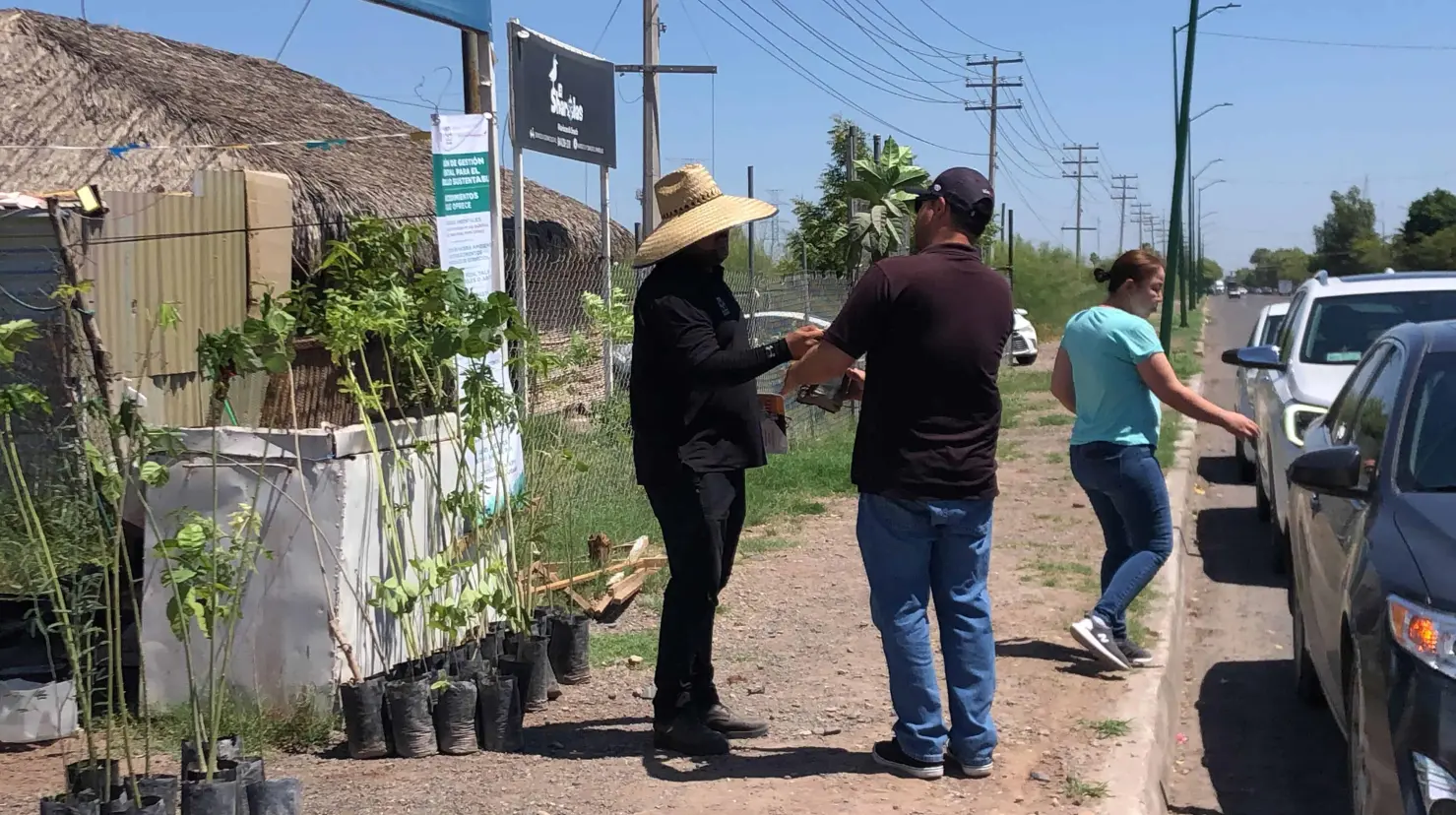 ¿Te interesa adoptar un árbol en Cajeme? Ecología Municipal donará esta semana