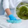 Así debes limpiar tu colchón para eliminar ácaros de manera rápida y sencilla