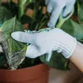 Así puedes identificar qué necesitan tus plantas con solo mirar sus hojas ¡Evita que se marchiten!
