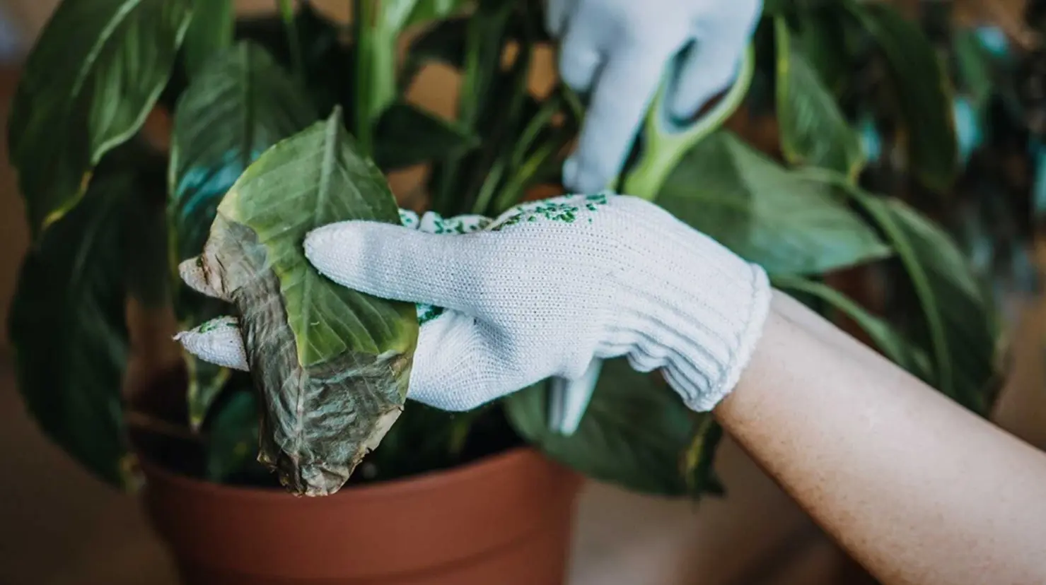 Así puedes identificar qué necesitan tus plantas con solo mirar sus hojas ¡Evita que se marchiten!