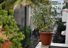 3 consejos para proteger a tus plantas en temporada de lluvias ¡Evita perderlas!