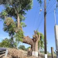 Denuncian poda de árboles sagrados en Huatabampo