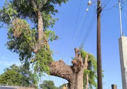 Denuncian poda de árboles sagrados en Huatabampo