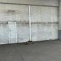 La tienda cerró, pero ellos siguen llegando: perritos callejeros buscan nuevo refugio
