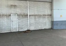 La tienda cerró, pero ellos siguen llegando: perritos callejeros buscan nuevo refugio