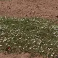 Prolifera maleza en Valle del Yaqui