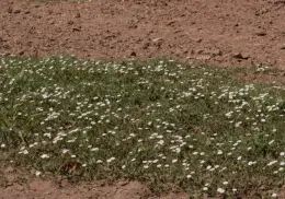 Prolifera maleza en Valle del Yaqui