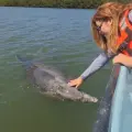 ¿Quién es Pechocho? Conoce al delfín más amigable de Topolobampo, Sinaloa