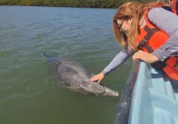 ¿Quién es Pechocho? Conoce al delfín más amigable de Topolobampo, Sinaloa
