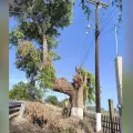 Denuncian poda de árboles sagrados en Huatabampo