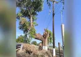 Denuncian poda de árboles sagrados en Huatabampo