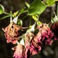 ¿Se te marchitaron tus rosas? Así puedes reanimarlas con trucos muy sencillos