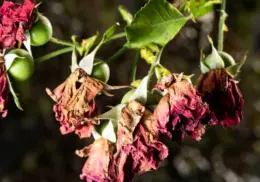 ¿Se te marchitaron tus rosas? Así puedes reanimarlas con trucos muy sencillos