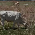 Ganado del Valle del Yaqui se encuentra “en los huesos”