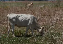 Ganado del Valle del Yaqui se encuentra “en los huesos”