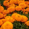 Cempasúchil: Siémbralo este día de junio y explotará en flores para el Día de Muertos