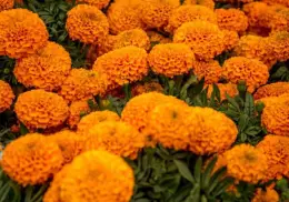 Cempasúchil: Siémbralo este día de junio y explotará en flores para el Día de Muertos