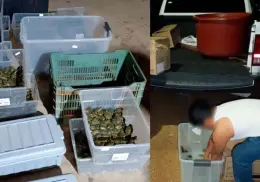 Detienen a sujeto por tráfico de tortugas en Chiapas; rescatan 3 mil 500 ejemplares