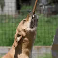 ¿Qué hacer si te muerde un perro en la calle durante temporada de calor?