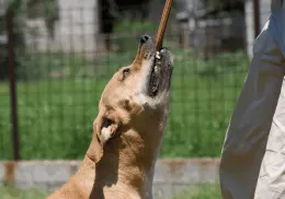 ¿Qué hacer si te muerde un perro en la calle durante temporada de calor?